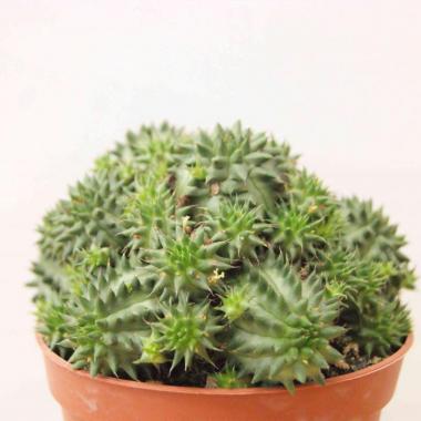 Euphorbia suzannae